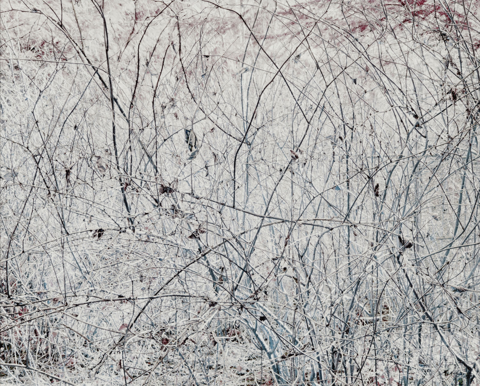 Michael Wesik, Salmonberry Thicket, Composition No. 07, 2022