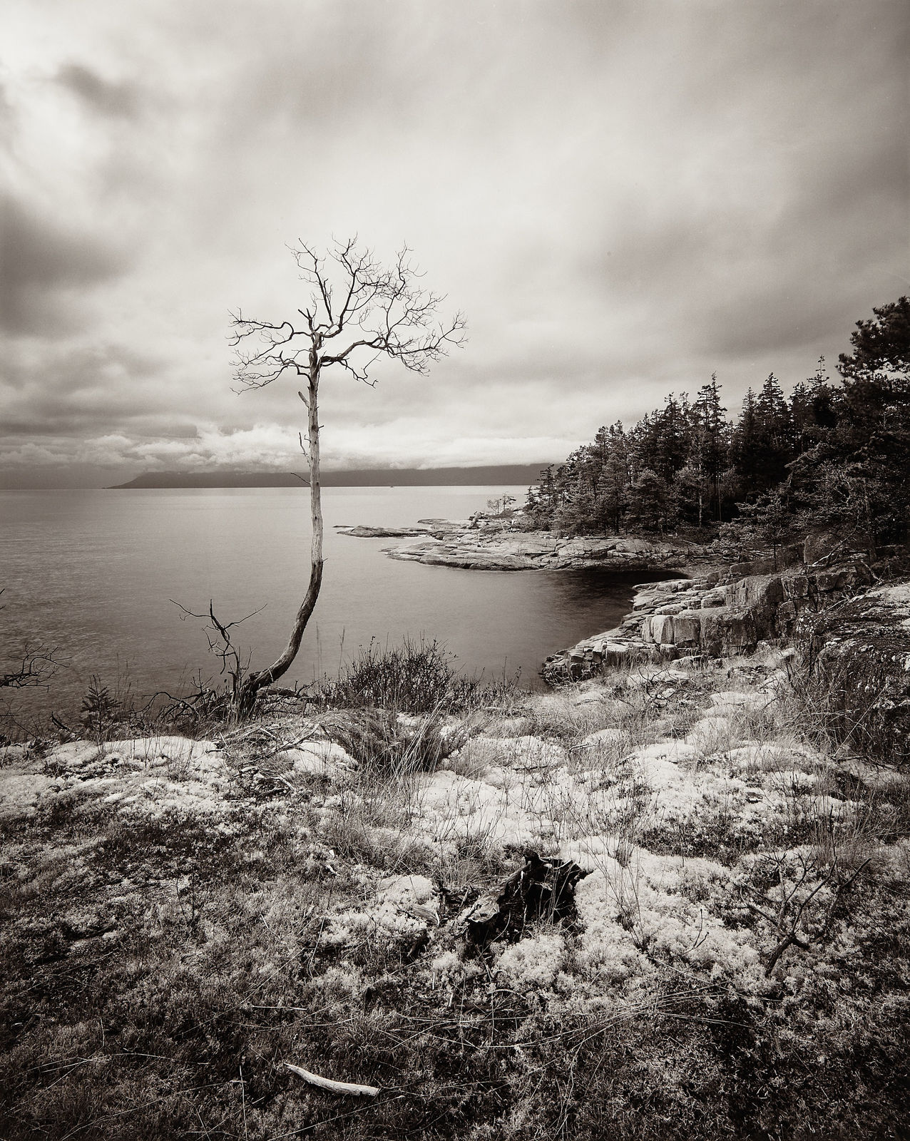 Michael Wesik, The Lollipop Tree, Composition No. 01, 2023