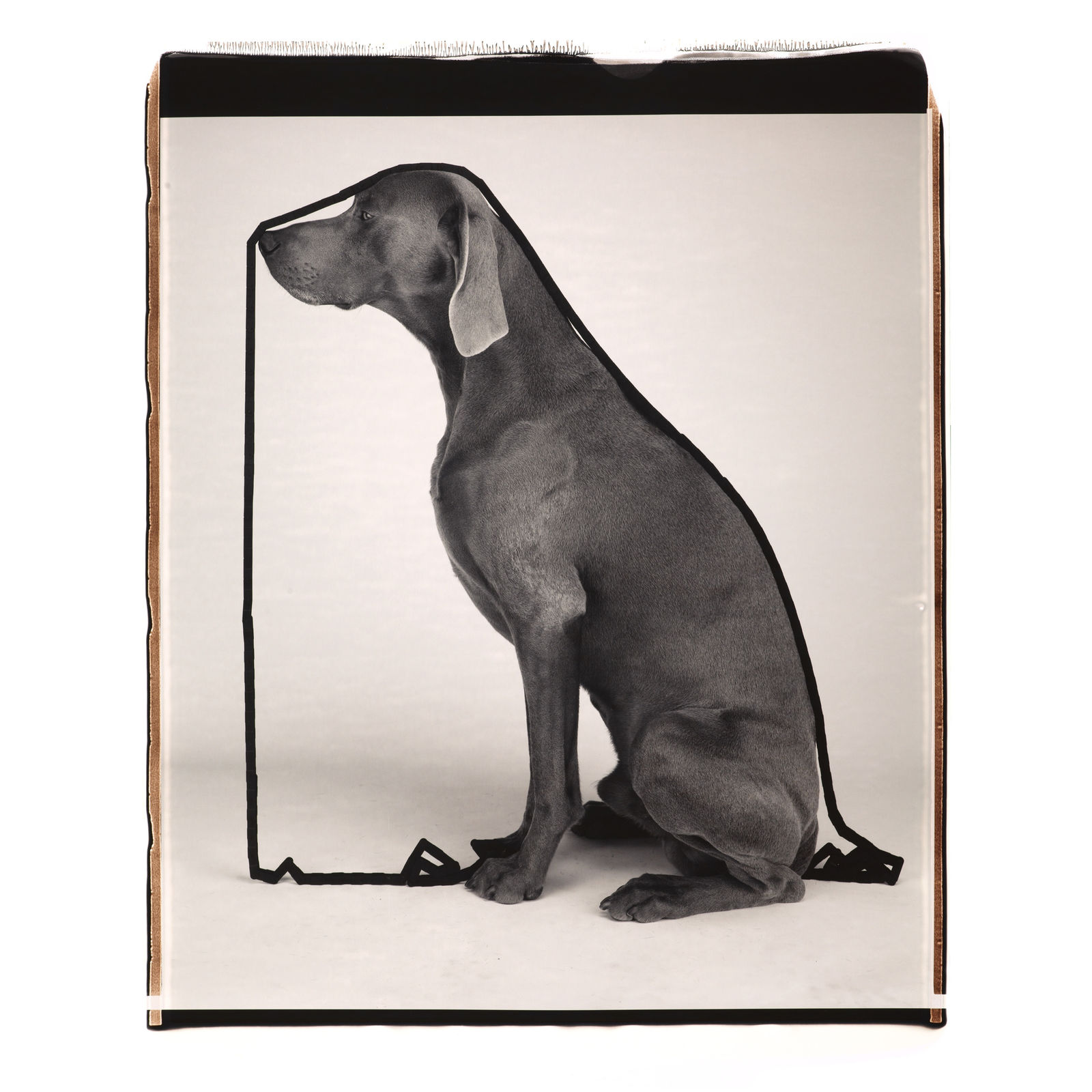 William Wegman, The Line About, 2004.