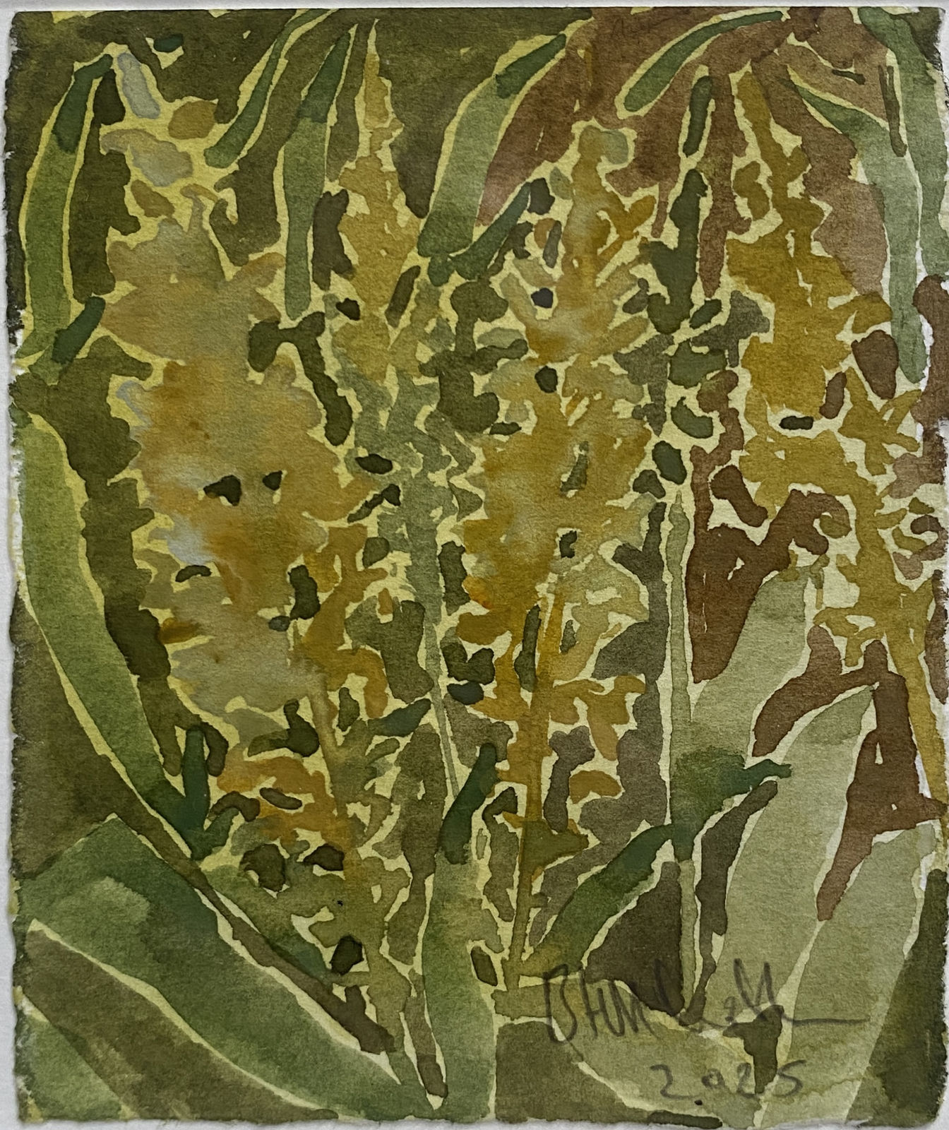 Beatrice Hasell-McCosh , Persicaria (yellow), 2025