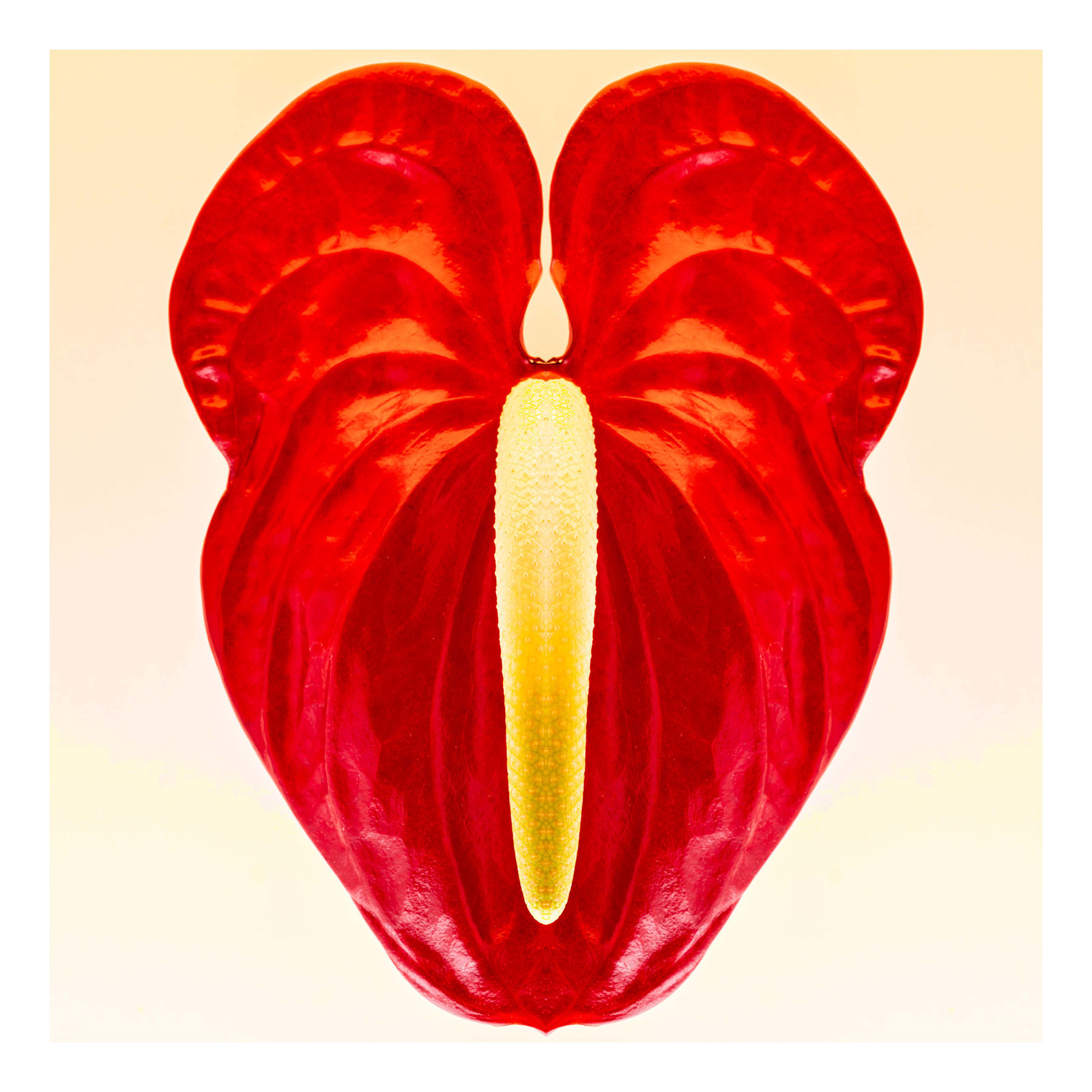 Anthurium III, 2021