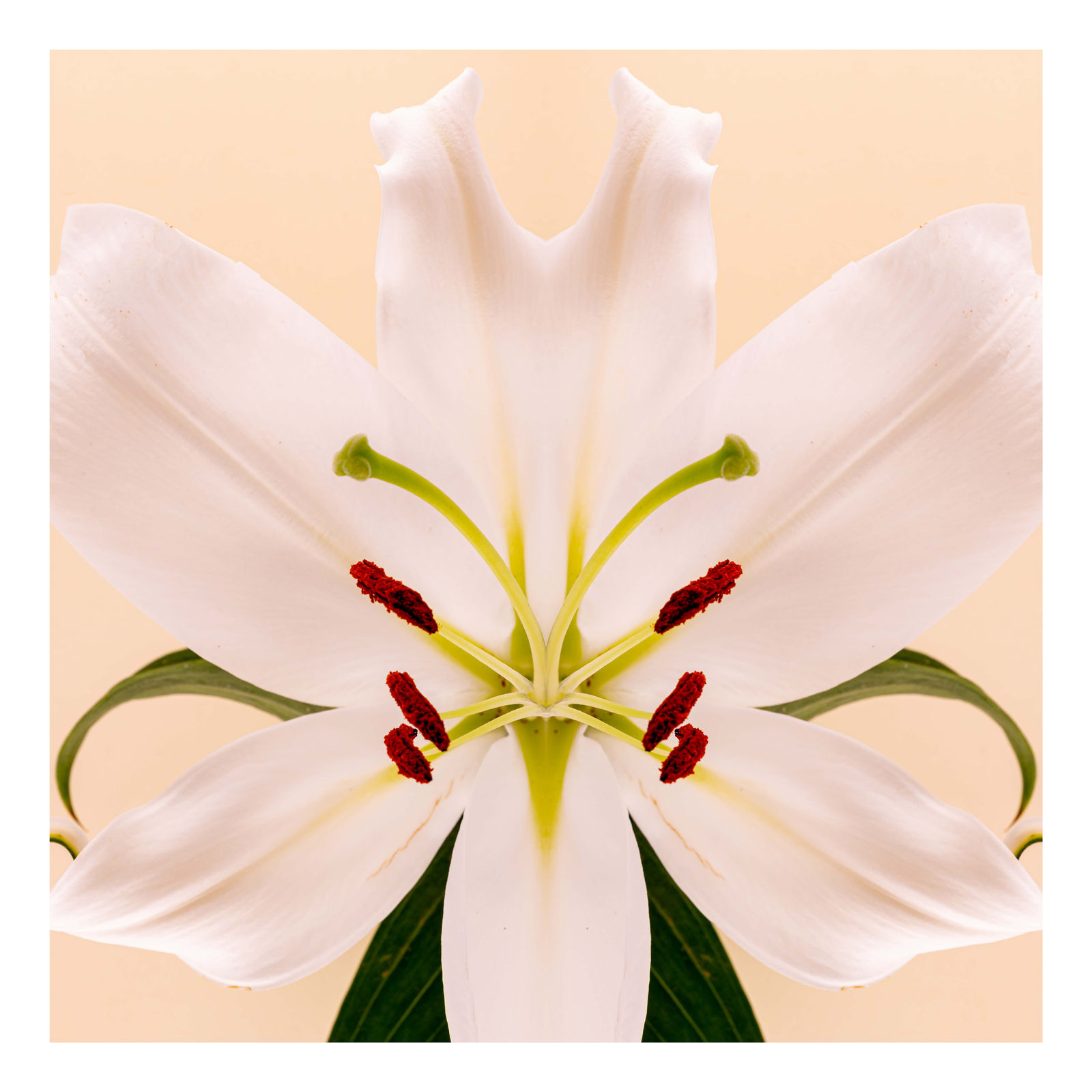 Lilium II, 2021