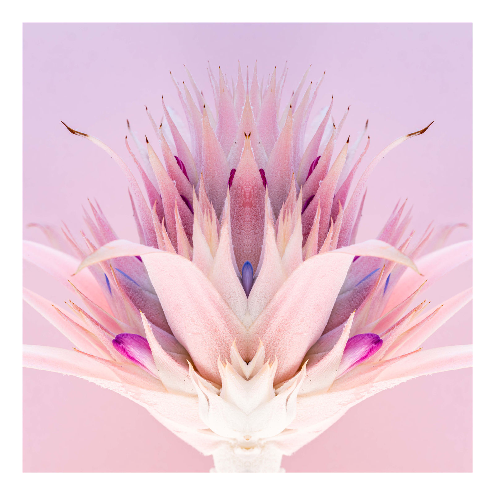 Bromeliceae II, 2021