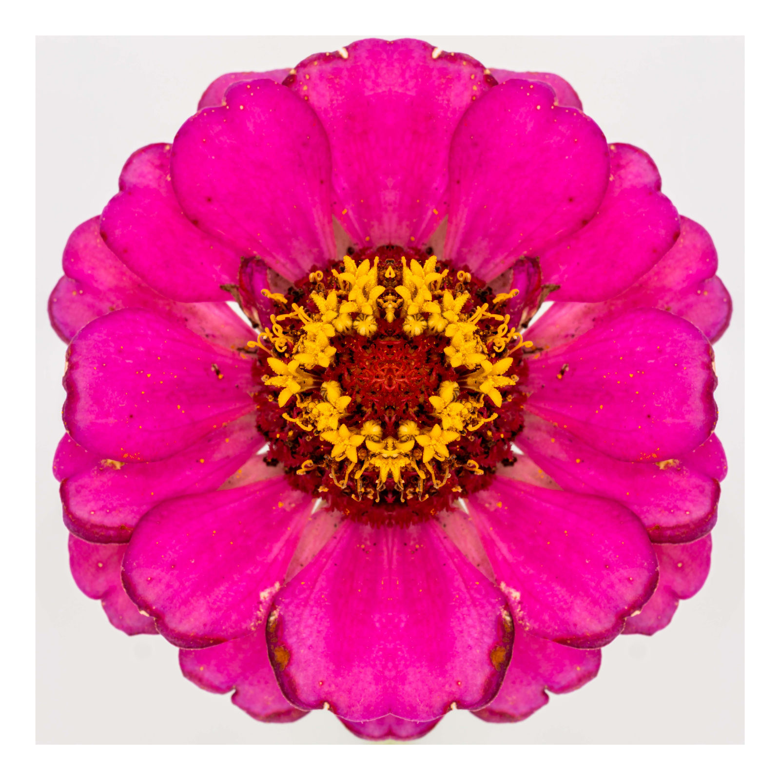 Zinnia I, 2021