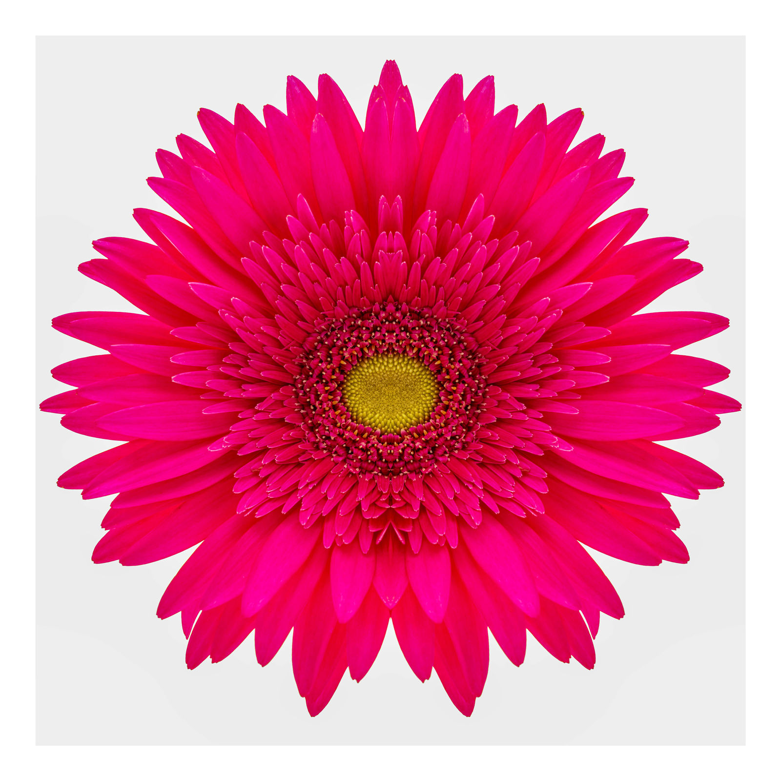 Gerbera II, 2021