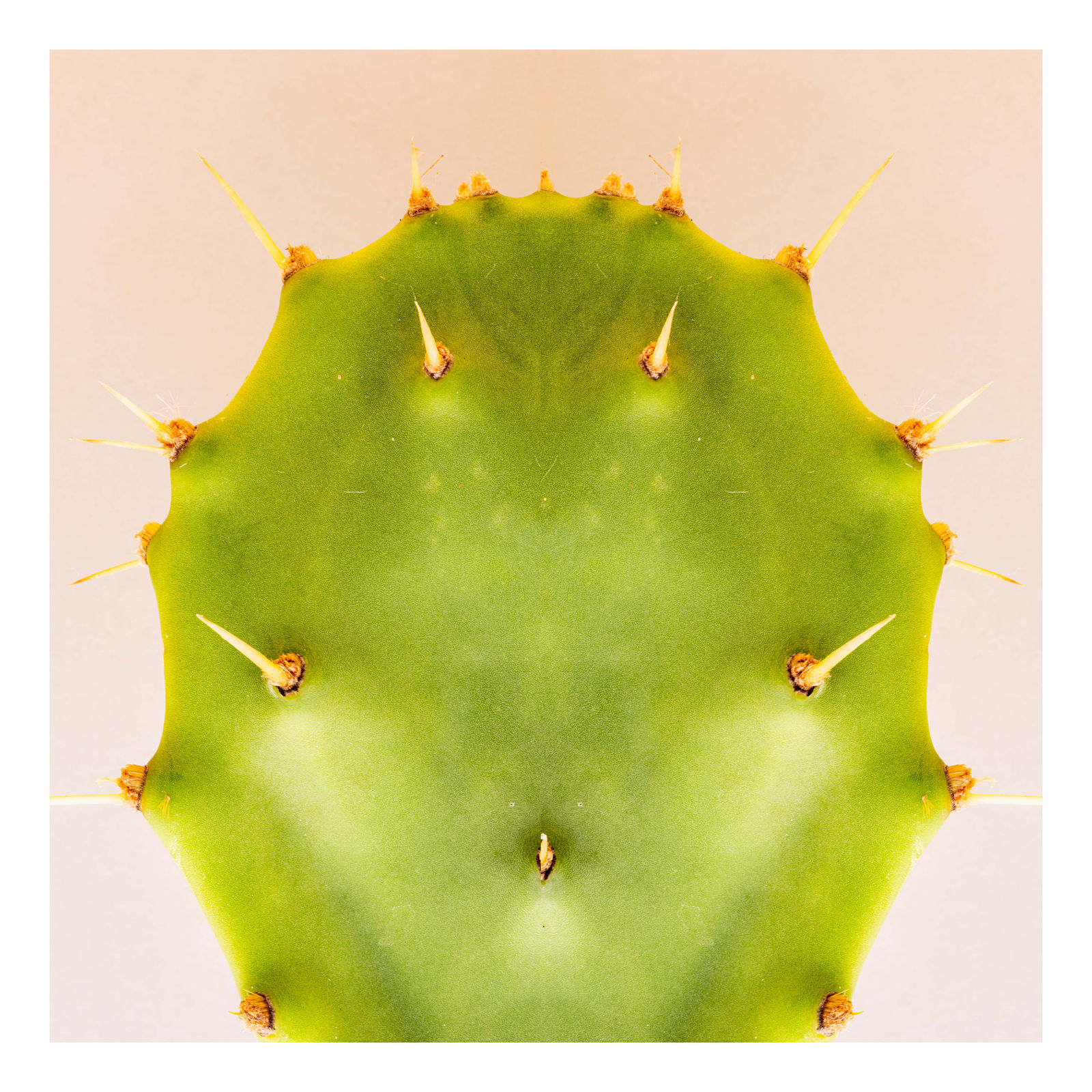 Cactaceae I, 2021