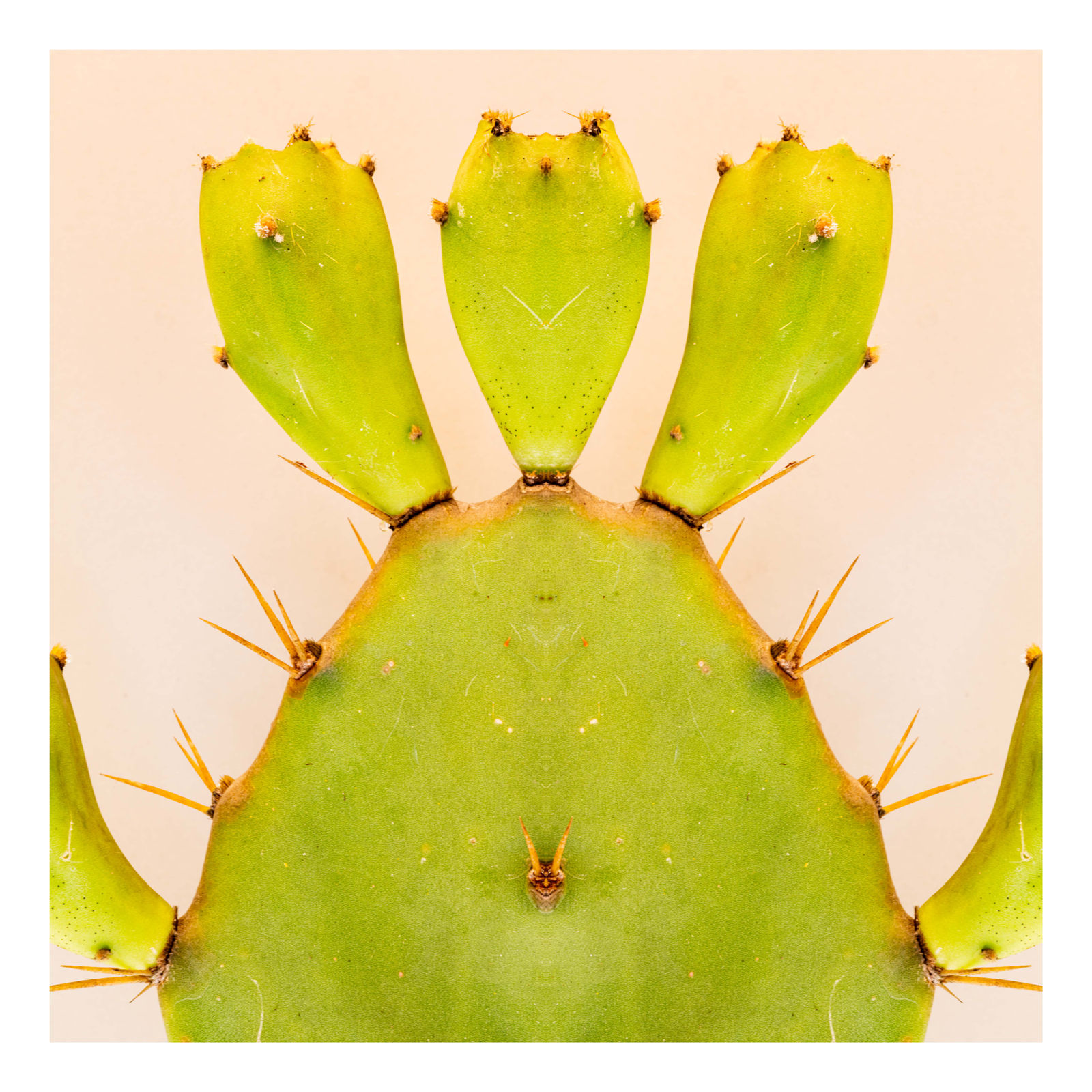 Cactaceae II, 2021