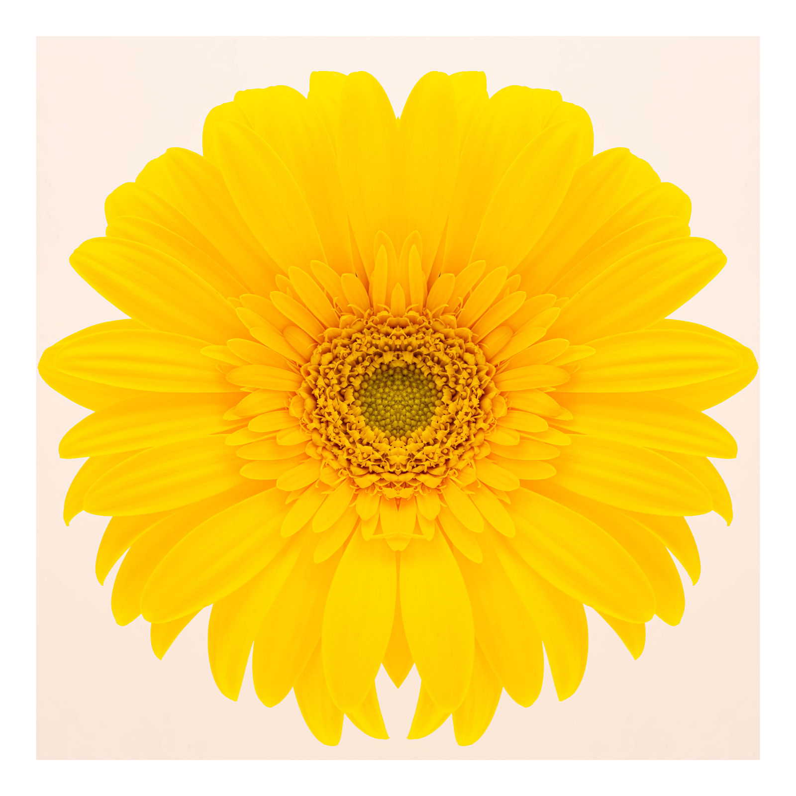 Gerbera I, 2021
