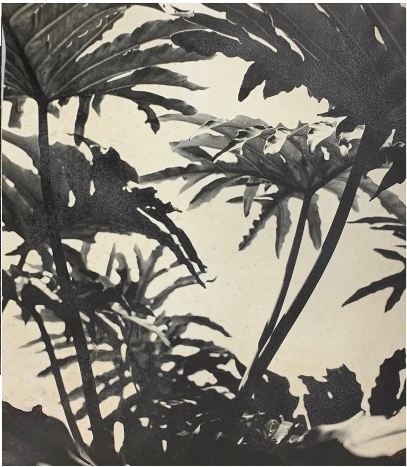 José Yalenti, Untitled, c. 1950