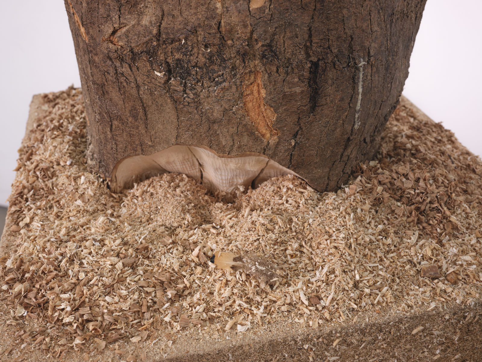 Xavier Leopold, ECHOES OF KING LEOPOLD, 2025