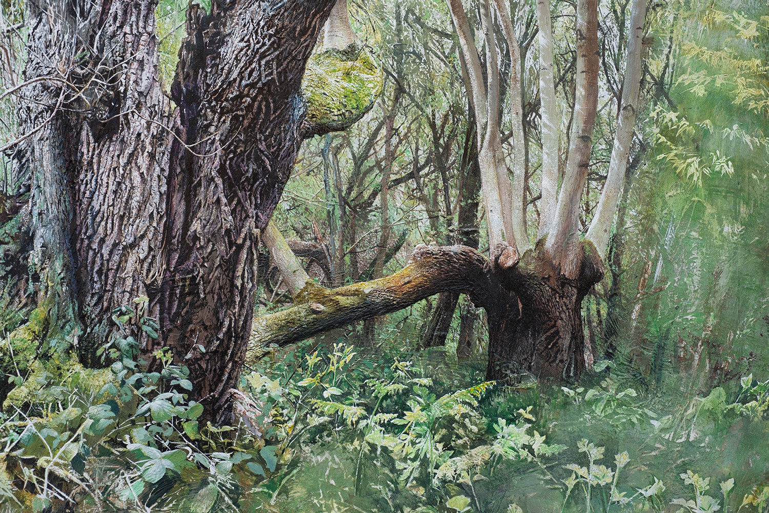 Remnant, two ancient ash pollards