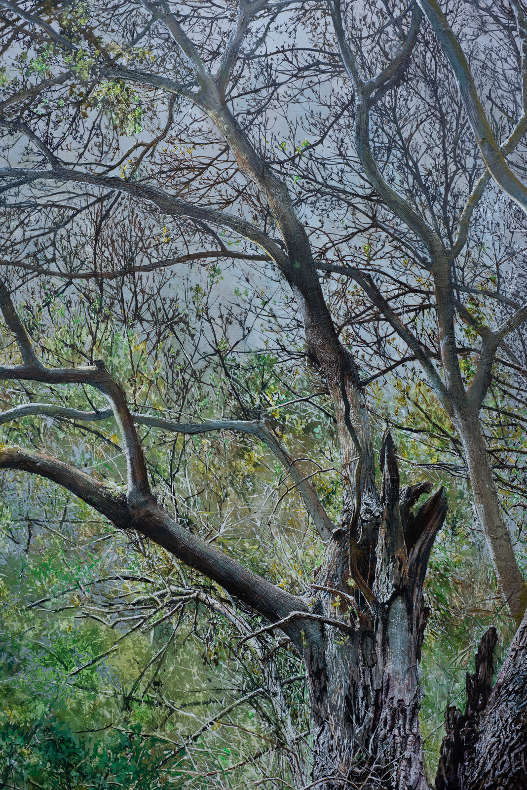 Remnant, two ancient ash pollards