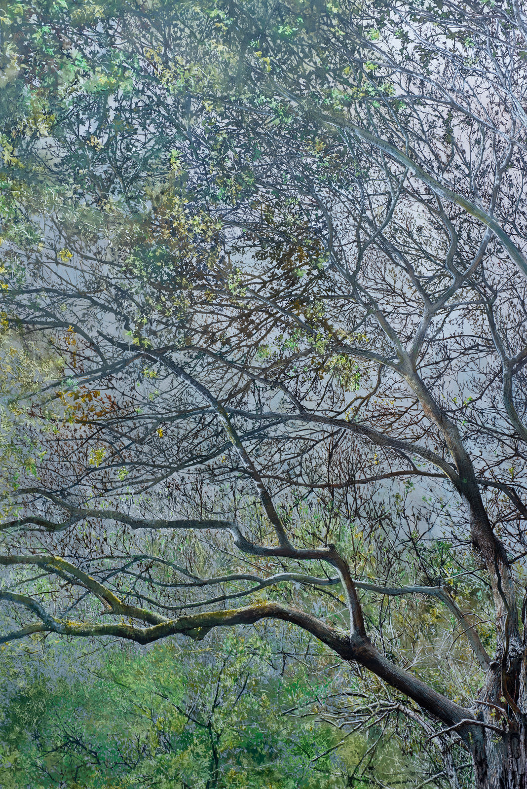 Remnant, two ancient ash pollards