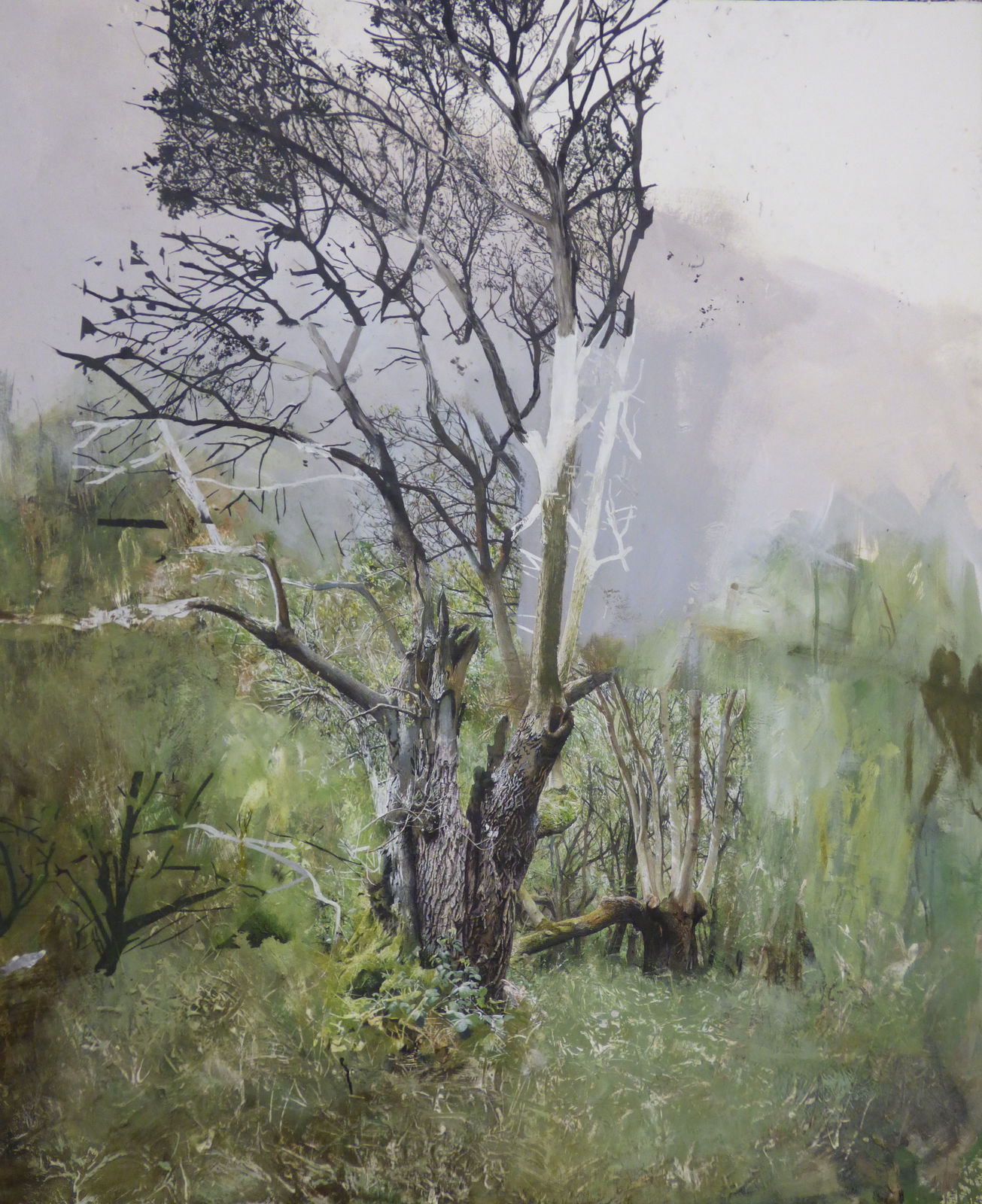 Remnant, two ancient ash pollards