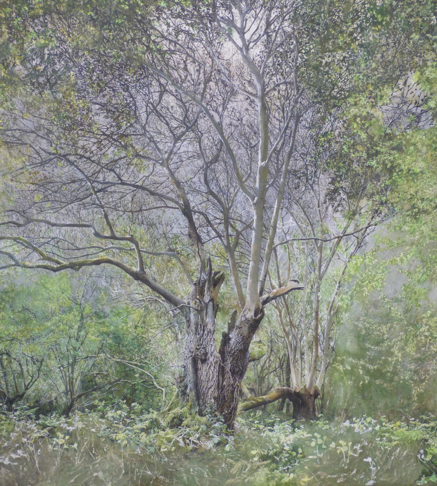 Remnant, two ancient ash pollards