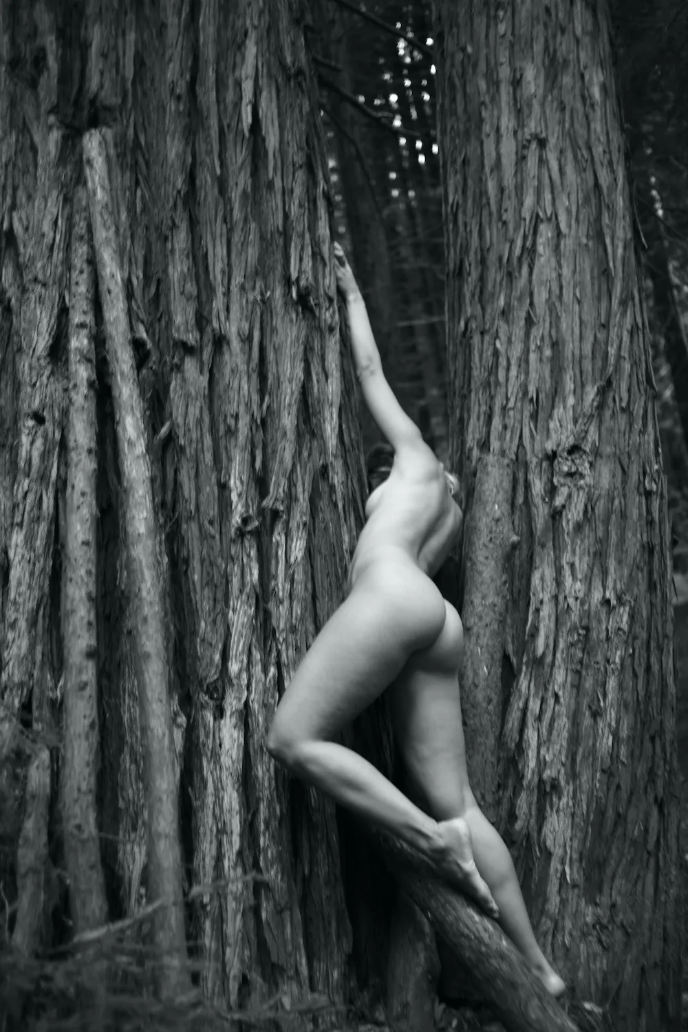 Mark de Paola, Plate VI, 2020