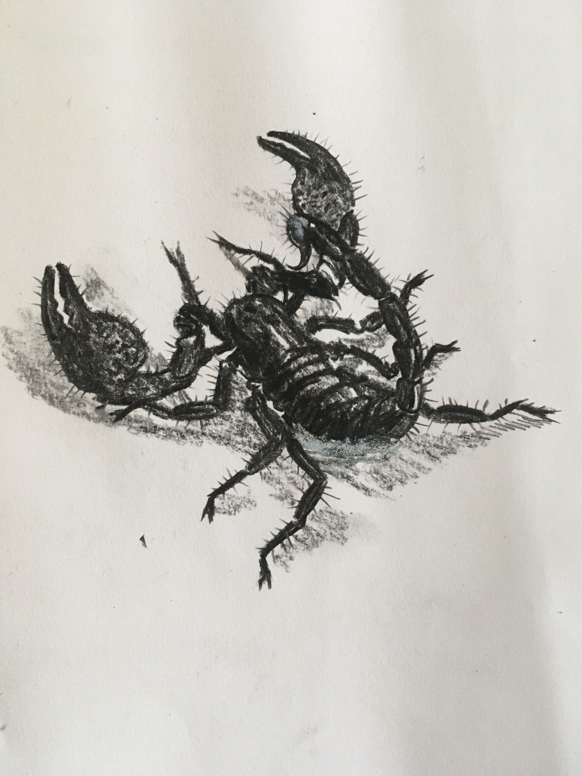 ‘Gonussa’ (Study of a scorpion)