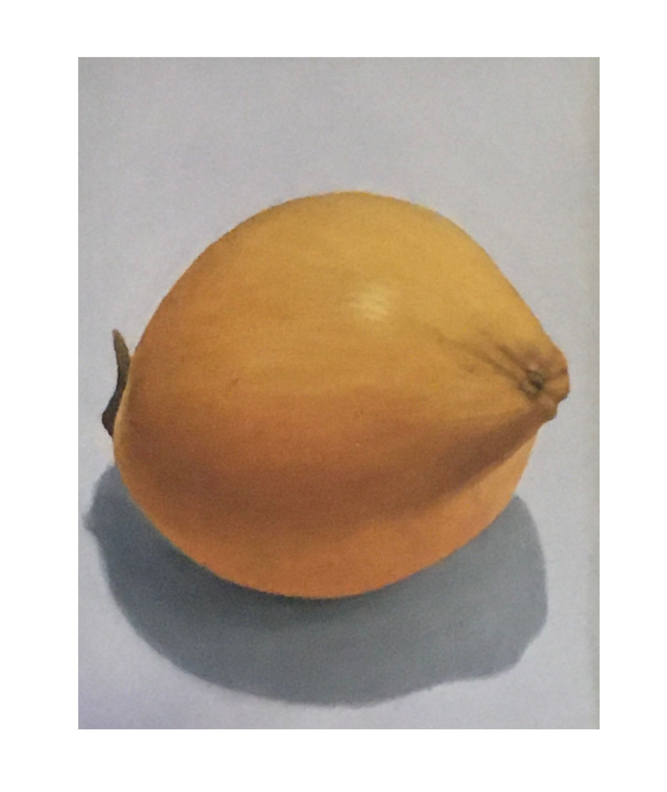 ‘Tambili’ ( of a king coconut )