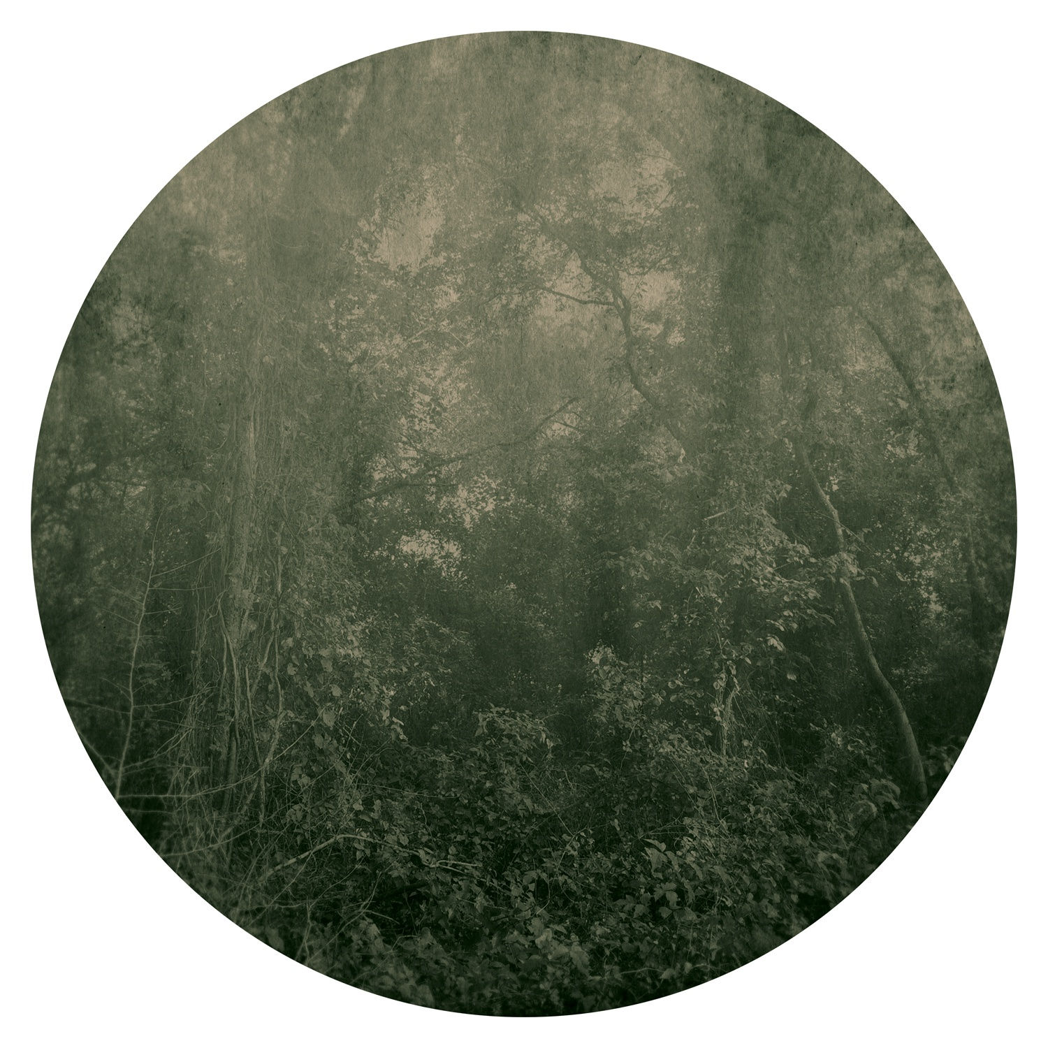 Ted Kincaid, Trinity 1103, 2015