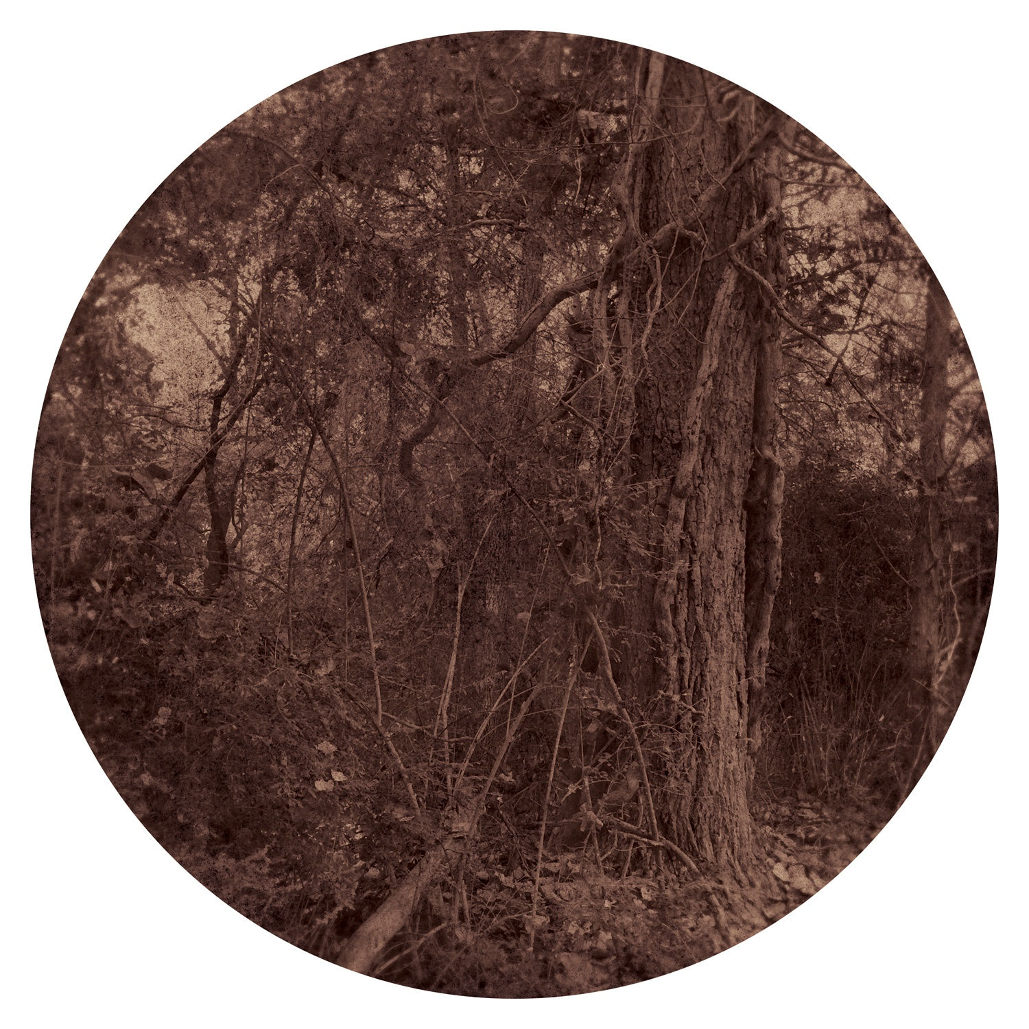 Ted Kincaid, Trinity 1115, 2015