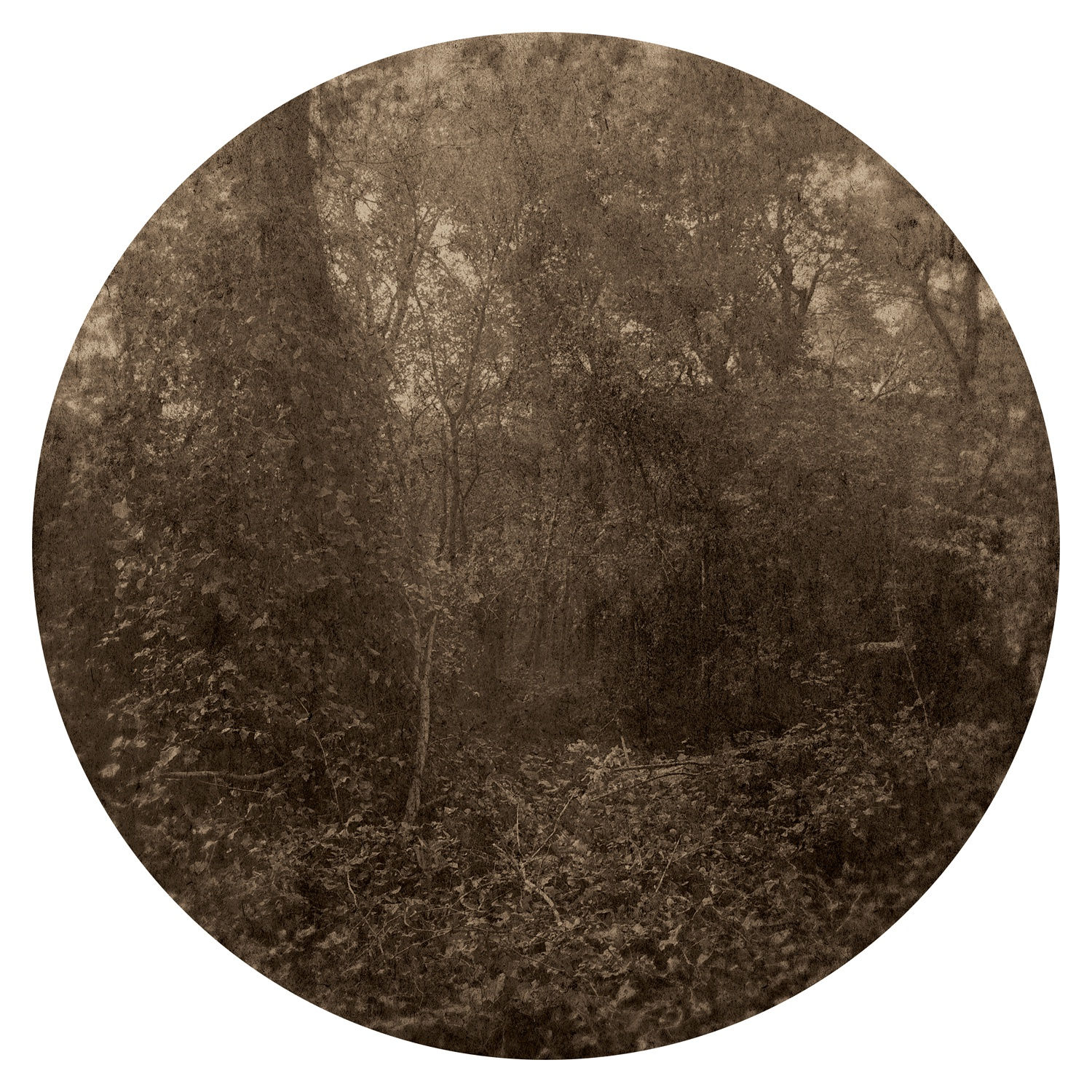 Ted Kincaid, Trinity 1026, 2015