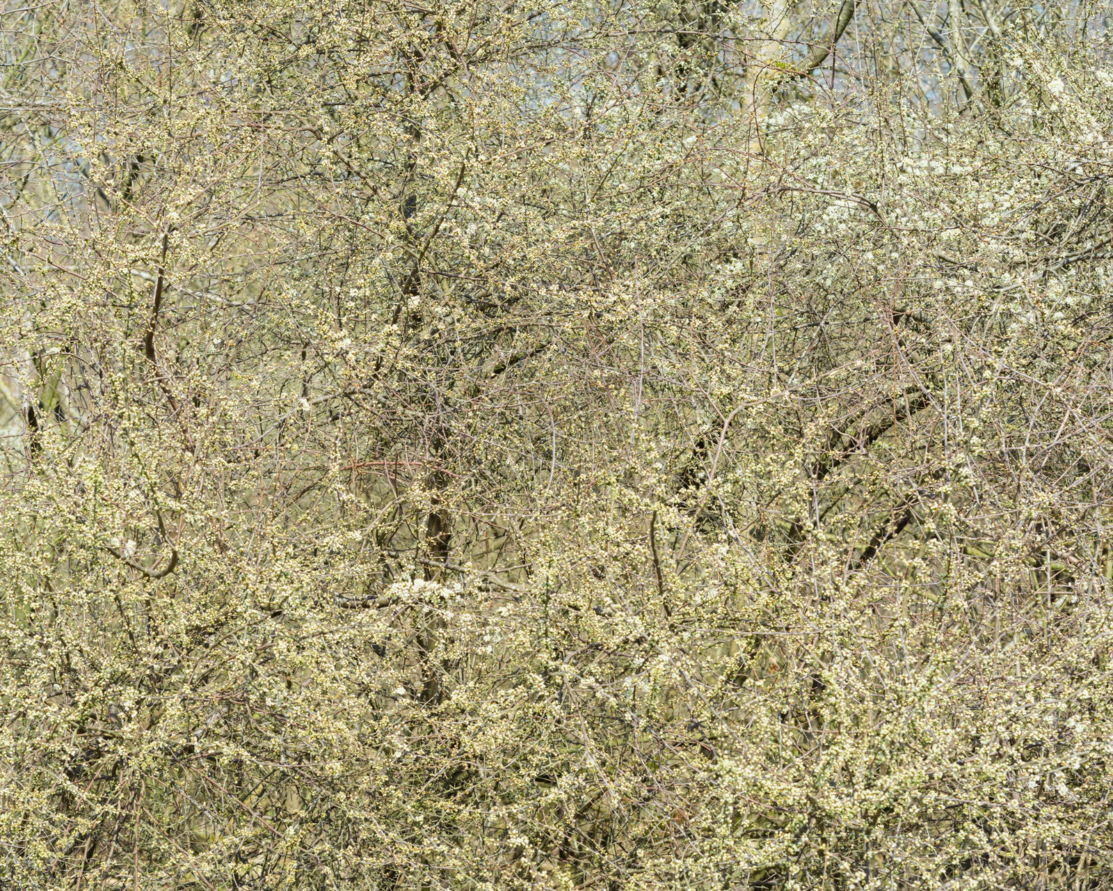 Misha de Ridder, 30 March 13:11, 2021