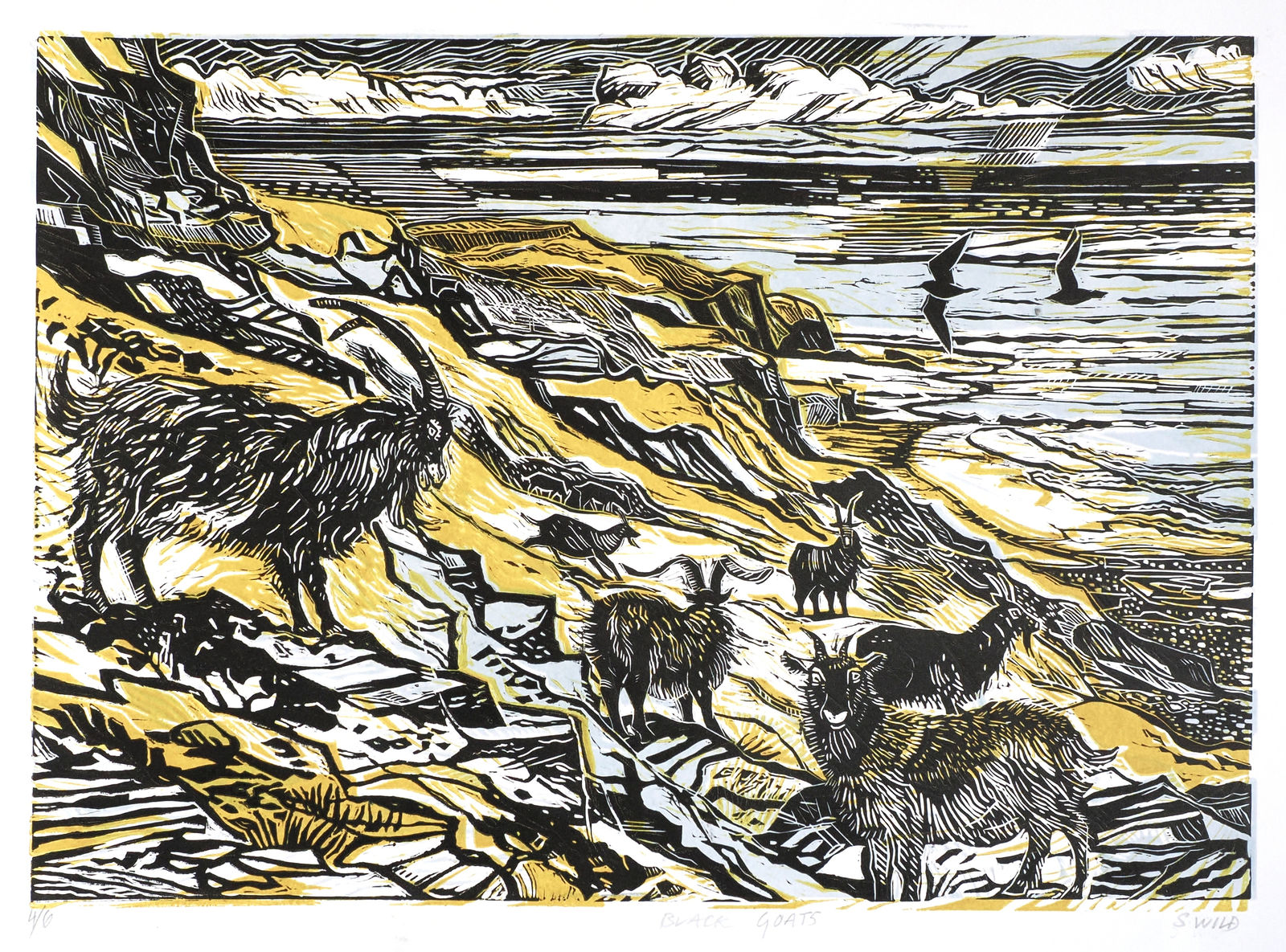 buy art sally wild printmaker dornoch scotland exhibition alchemist gallery dingwall drawn print linocut black goats black rocks scottish scene scottish landscape highlands
