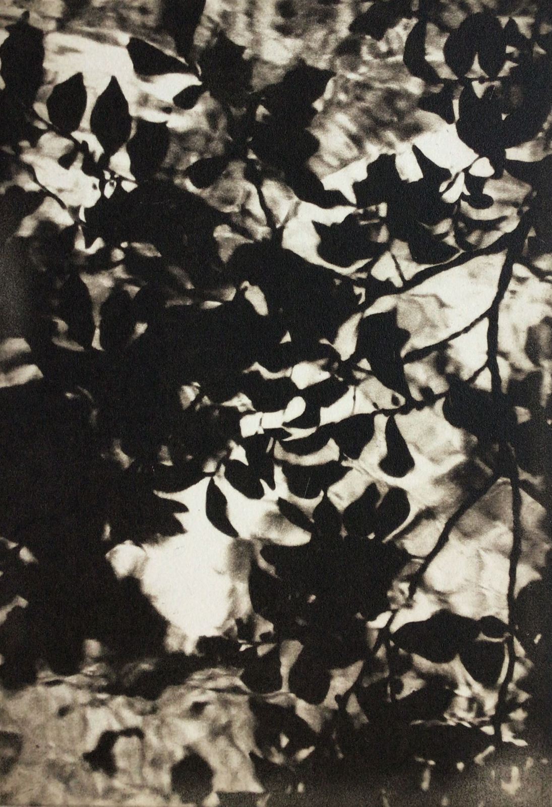 Philippa Drummond, Momentary Garden, Tokyo. Photopolymer gravure