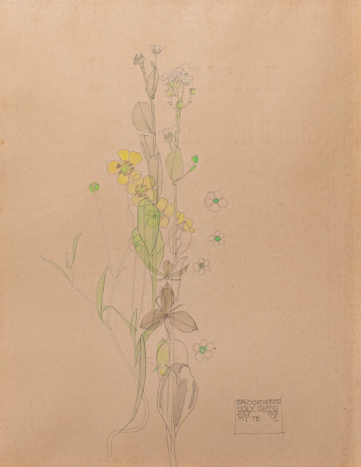 Charles Rennie Mackintosh, Brookweed,  1901