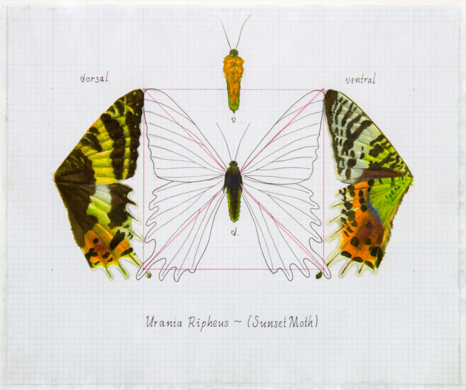 Zane York, Urania Ripheus (Sunset Moth)