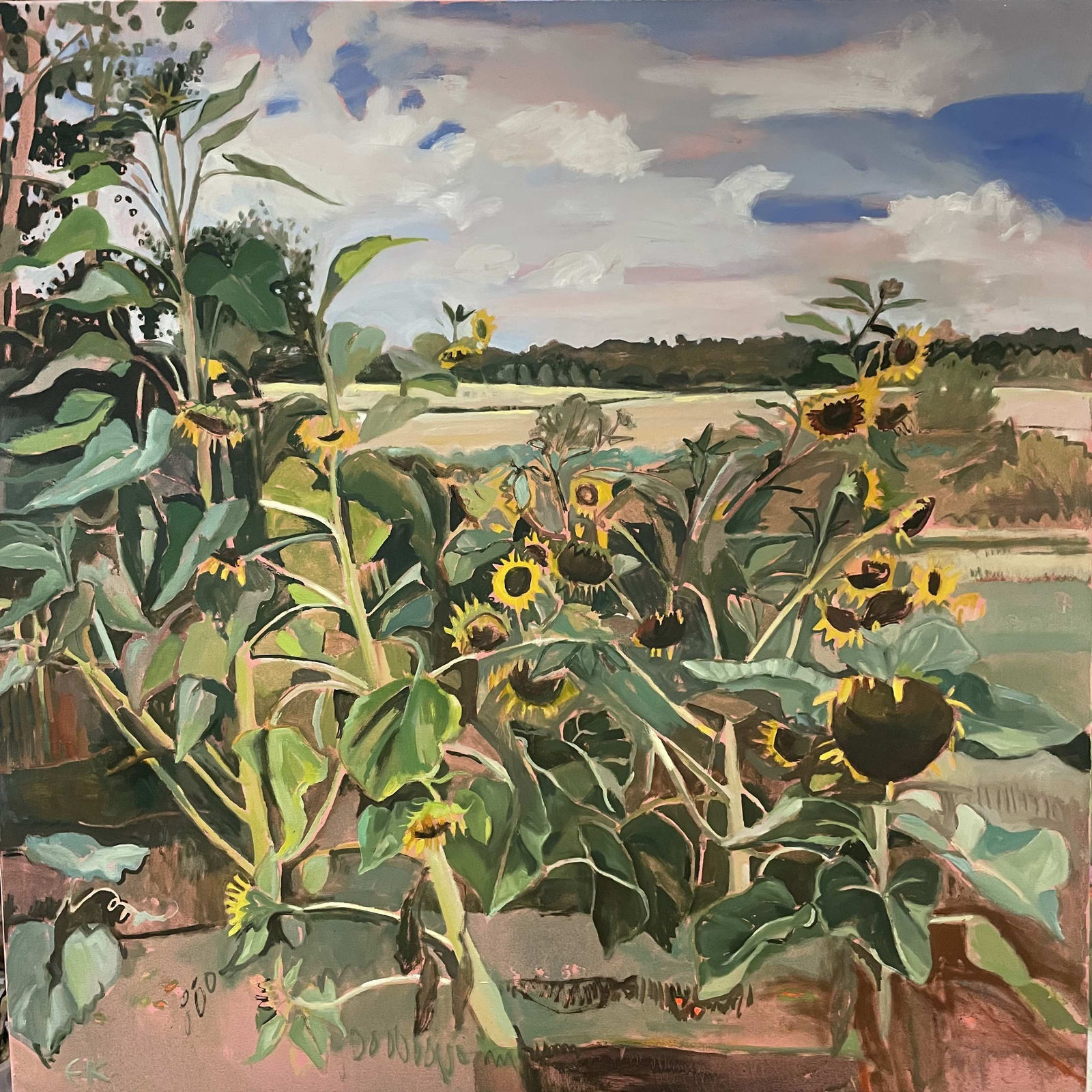 Sunflowers in the light