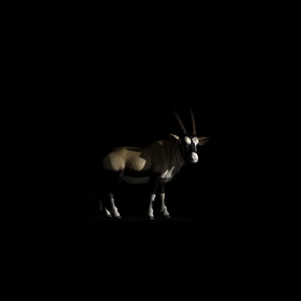 Piero Viti, BESTIARIUM MINIMUM ONYX, 2018