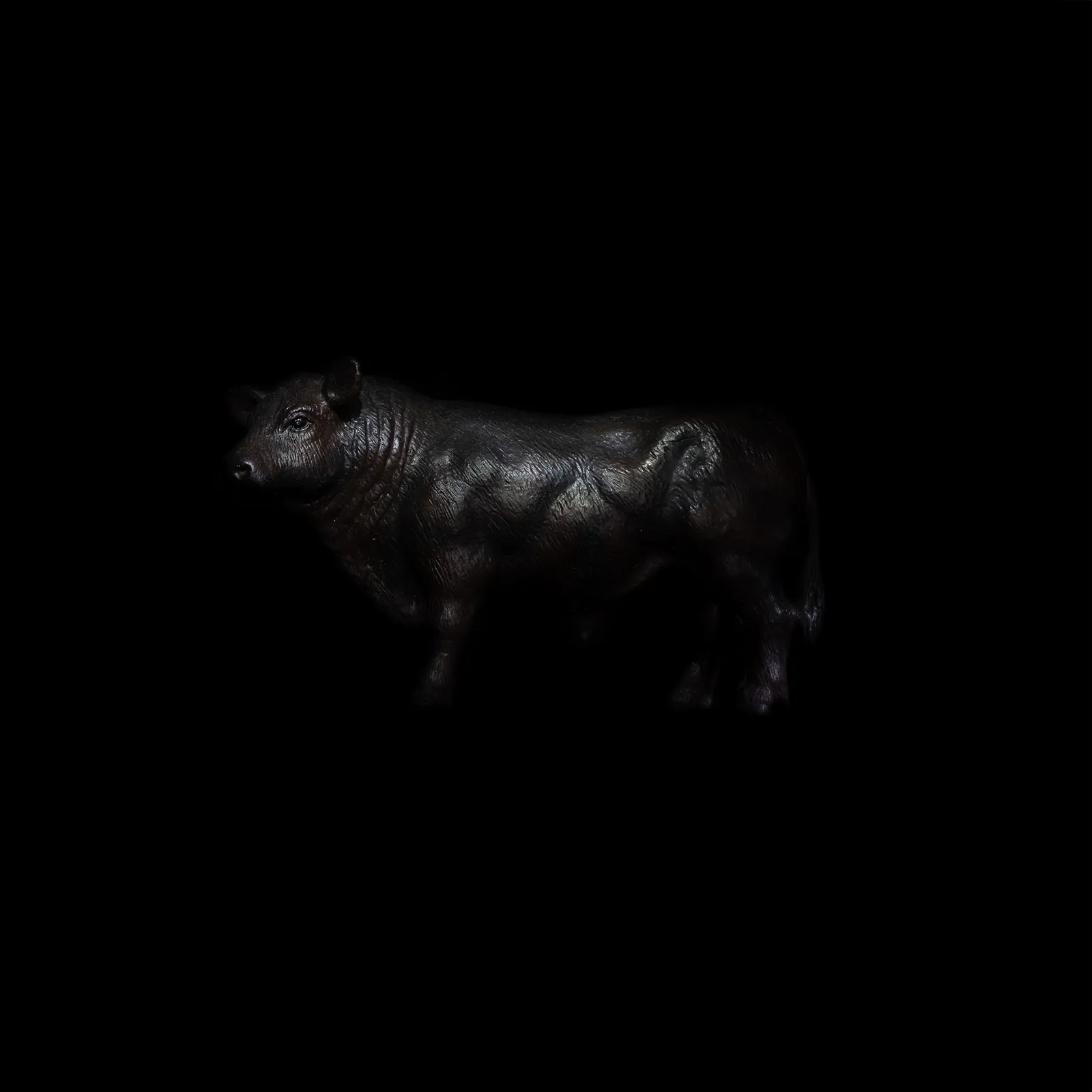 Piero Viti Labotiv, Bos Taurus , 2024