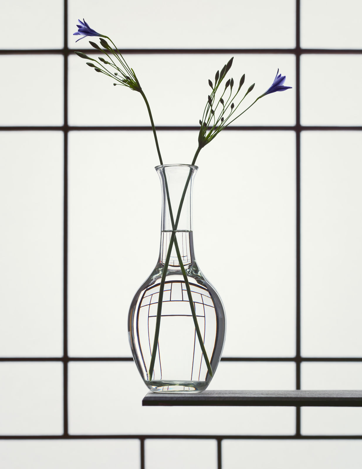 Erwin Olaf, Still Life with Triteleia, 2018