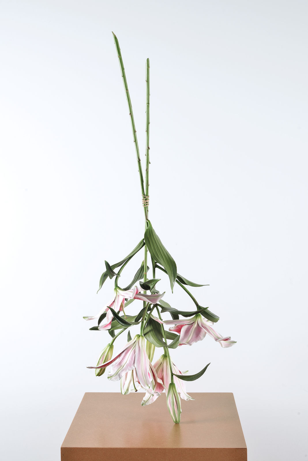 Tony Matelli, Arrangement, 2013