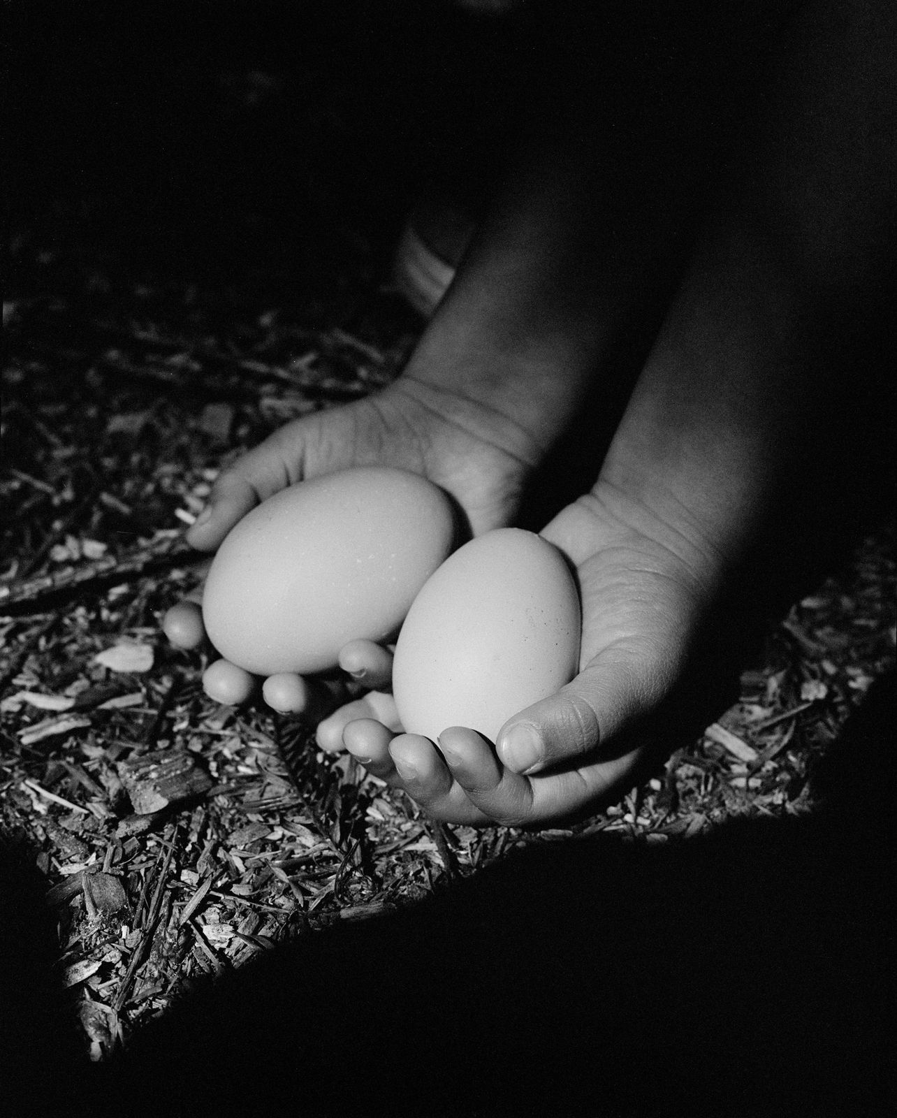 Rose Marie Cromwell, Fresh Eggs, 2024