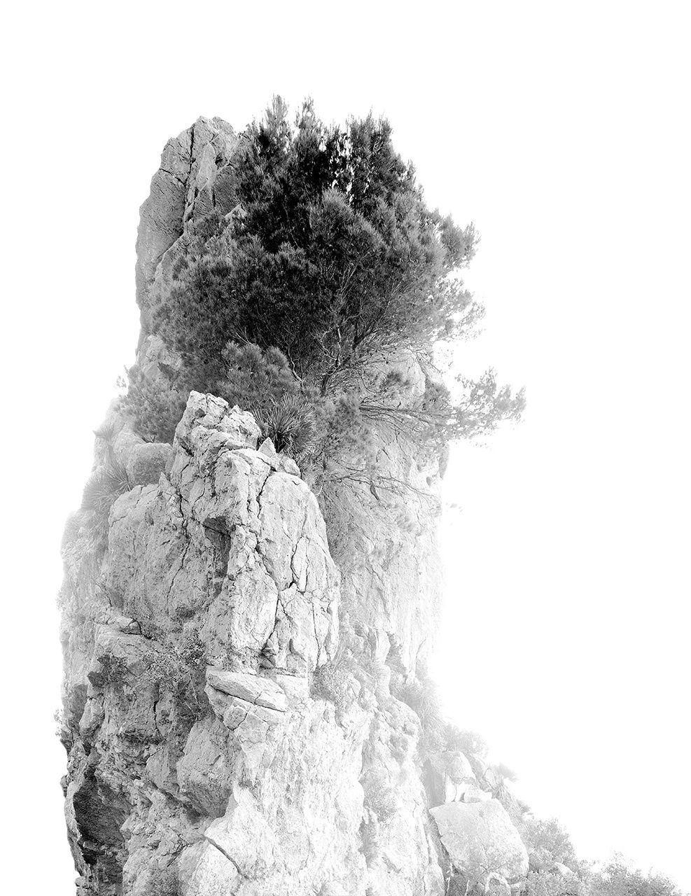 BLACK & WHITE, Lotus, 2003