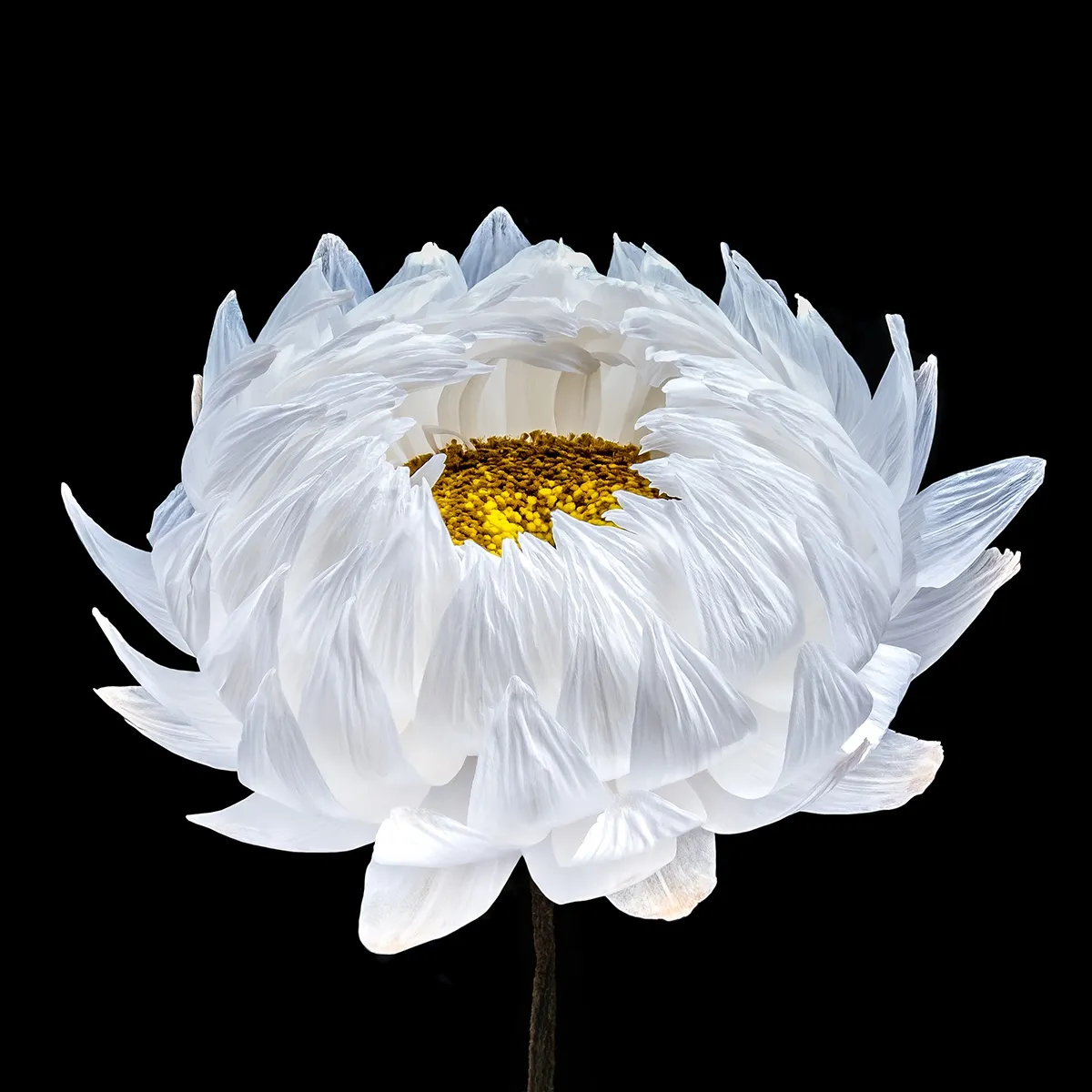 Floral studies Little Bloom number one Steve Gallagher