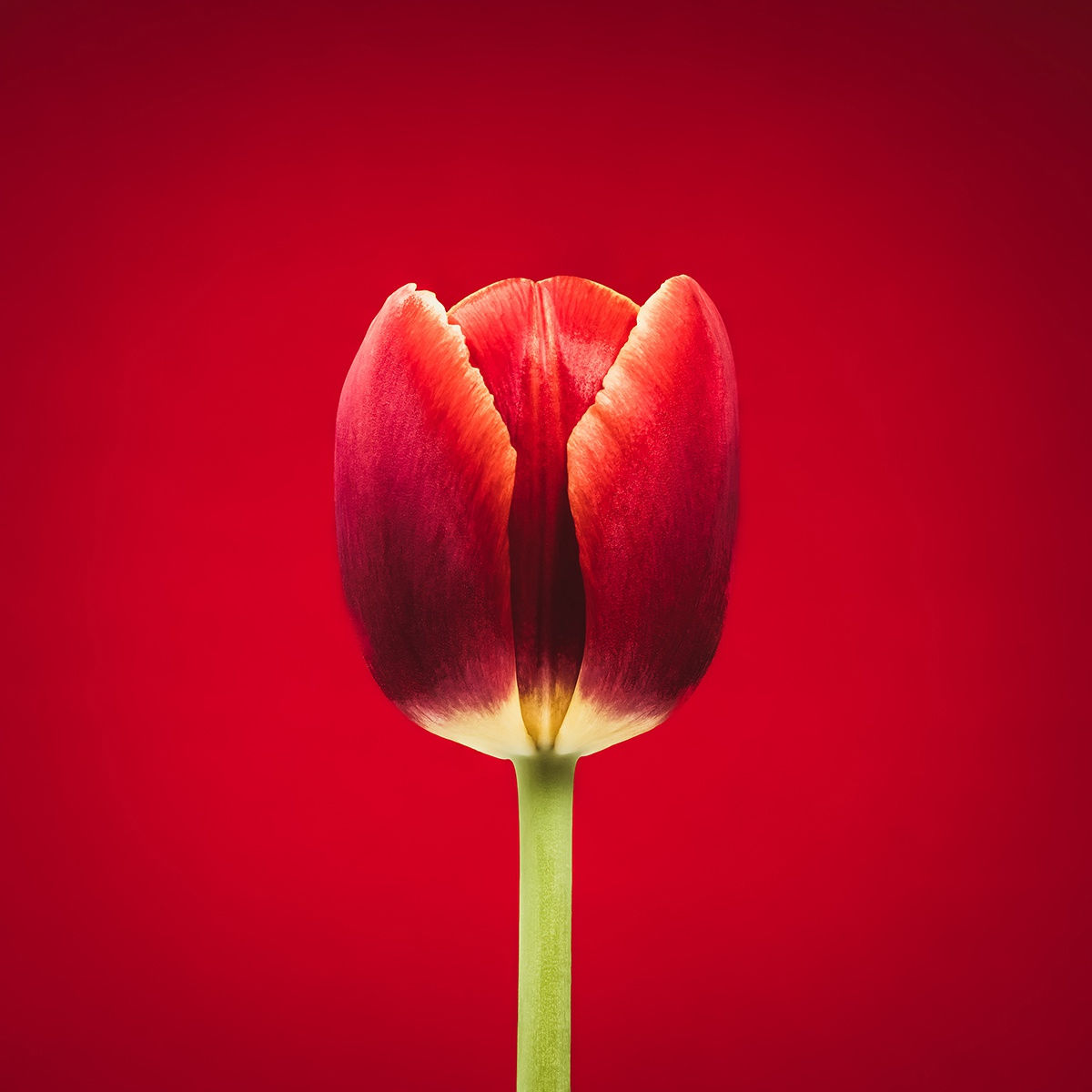 Floral studies Tulip series Red Tulip Steve Gallagher