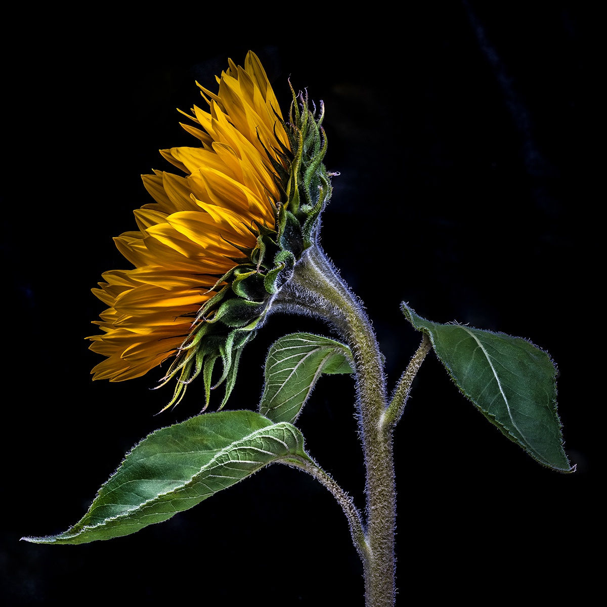 Floral study Sunflower number four Steve Gallagher