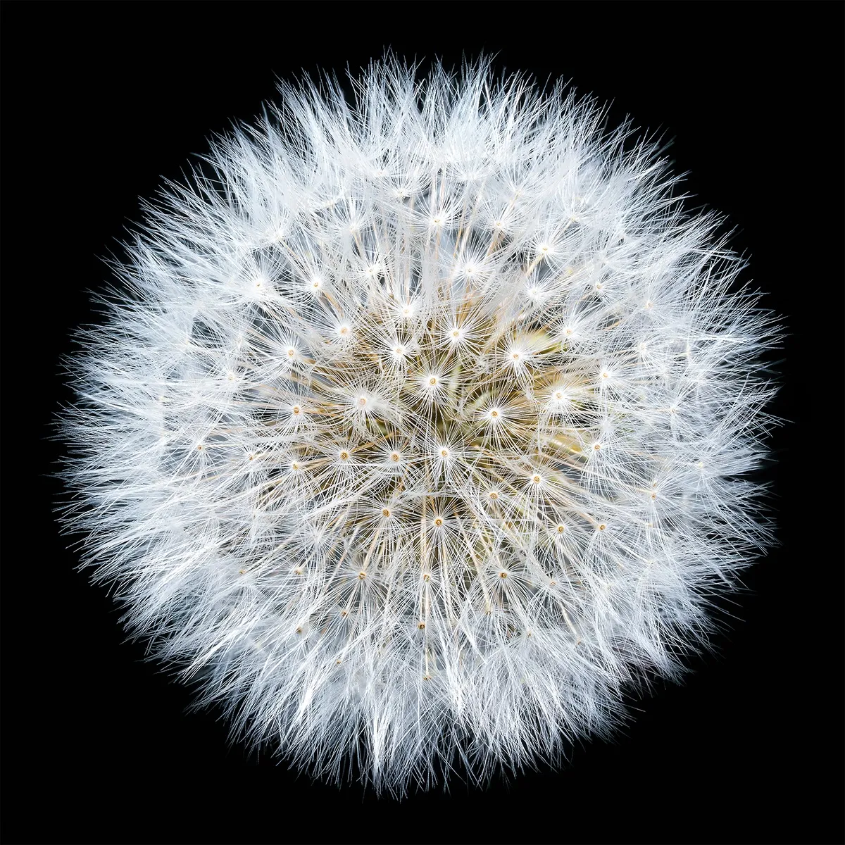 Floral studies Portrait series Dandelion Steve Gallagher