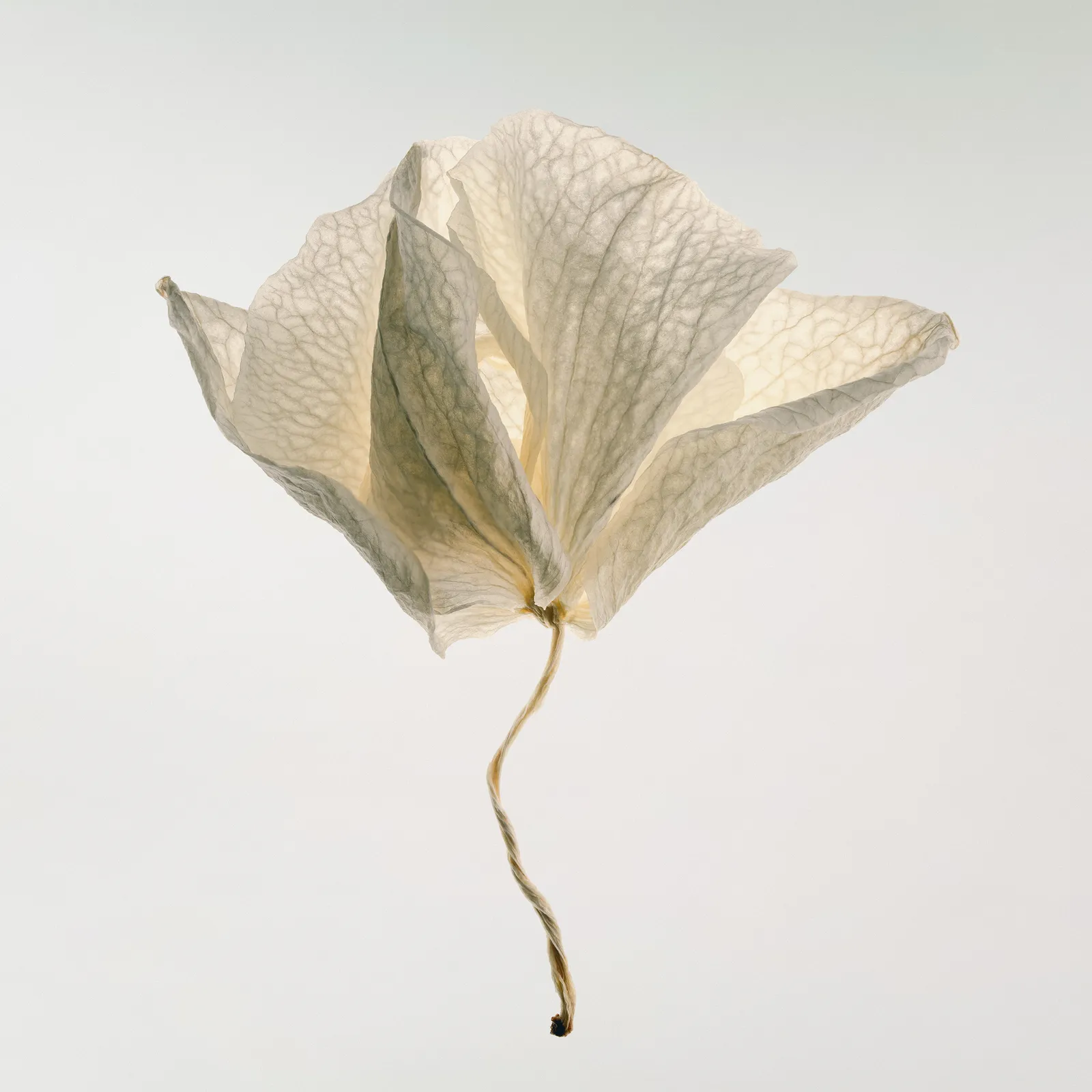 Floral studies Portrait series Translucent number six Steve Gallagher