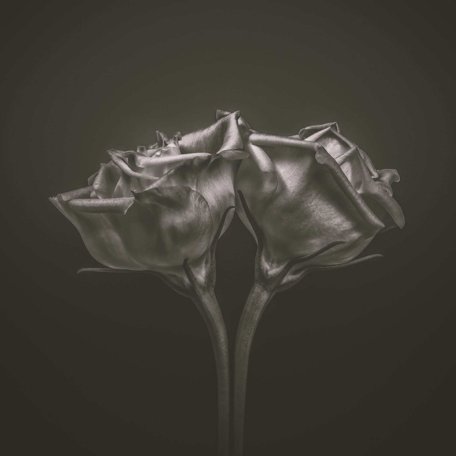 Steve Gallagher, Together, 2023