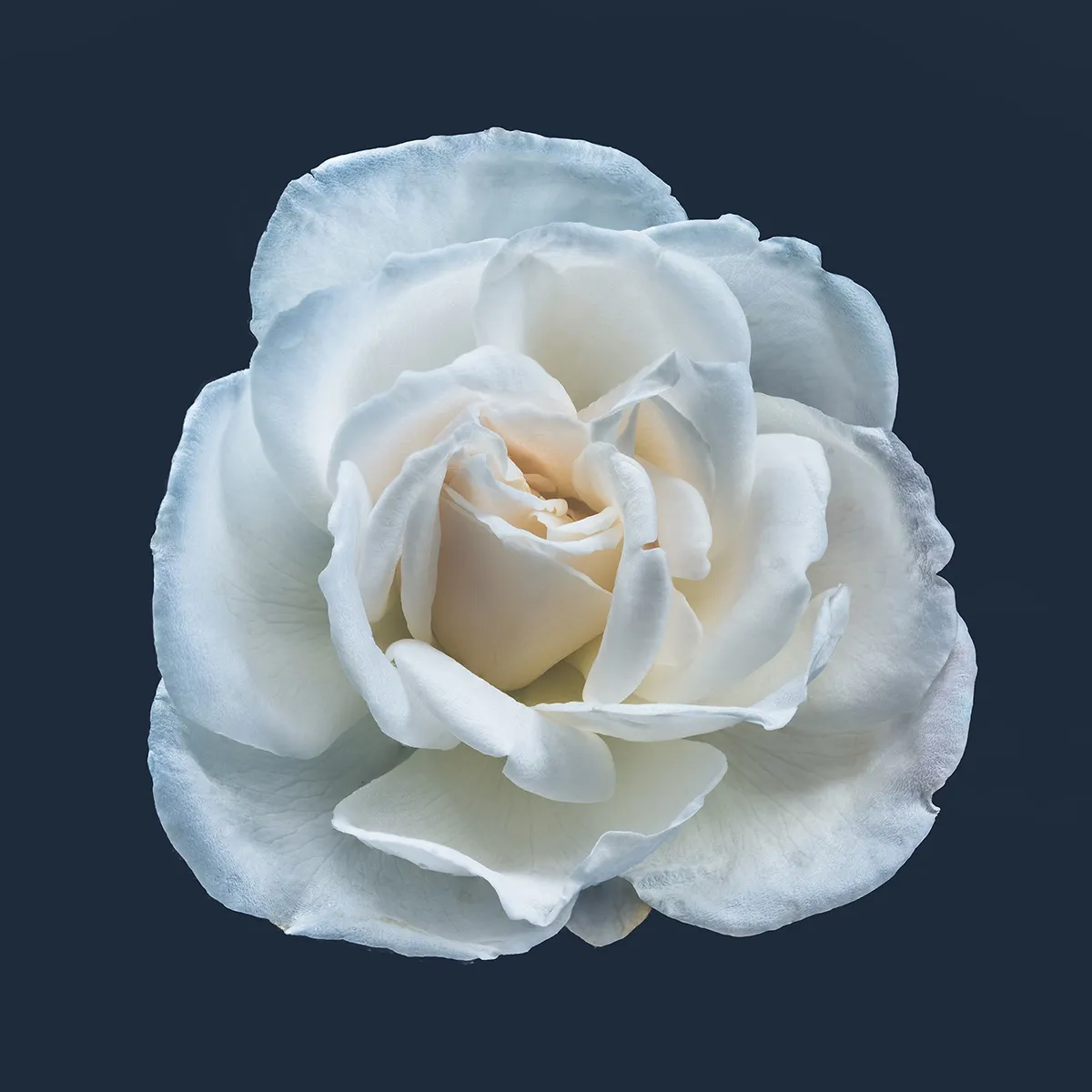 Floral studies Rose series Rose Study number two Steve Gallagher