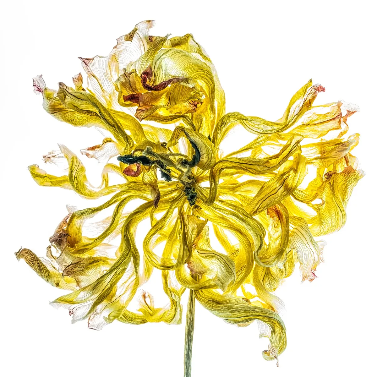 Floral studies Illuminated series One Last Dance number four Steve Gallagher