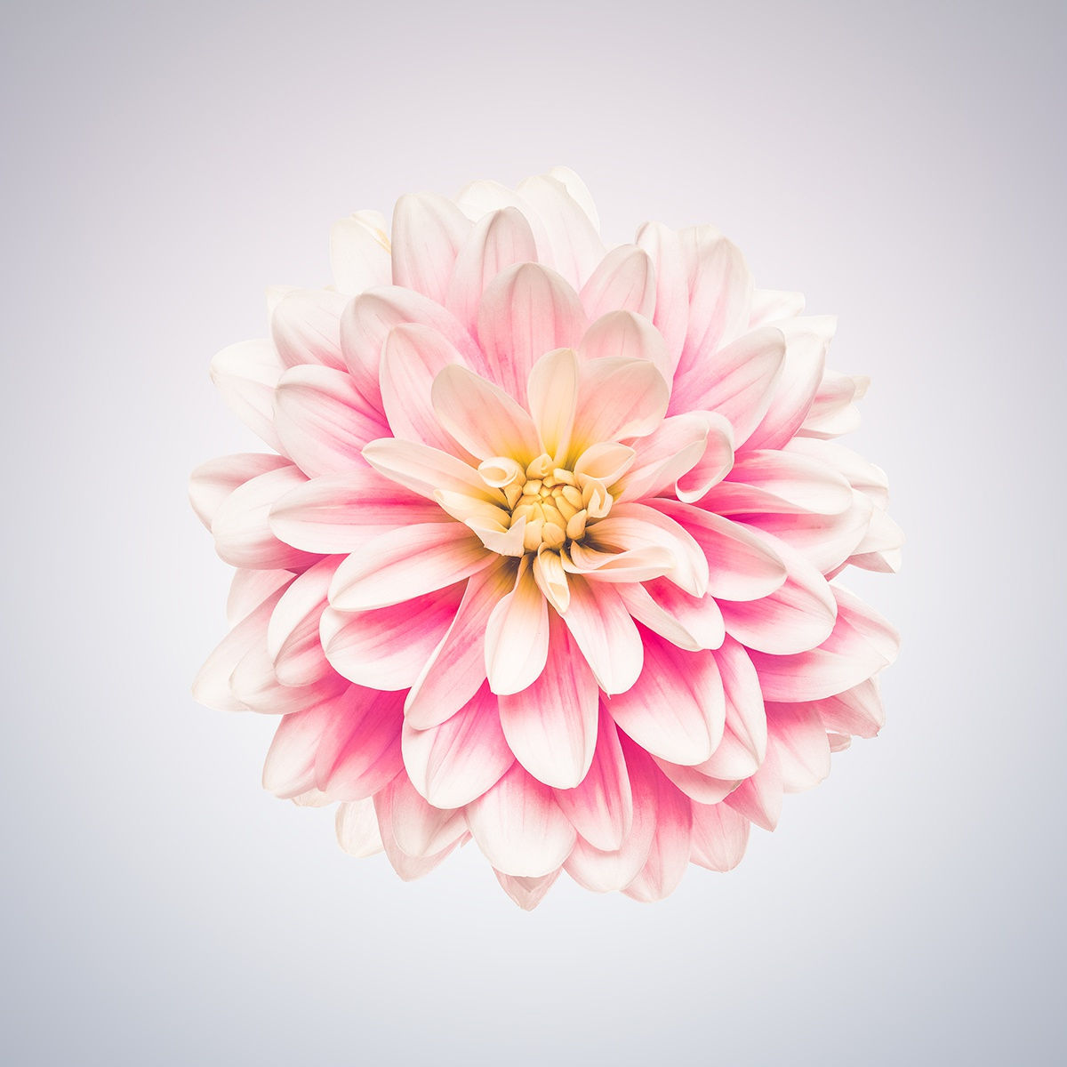 Floral studies Dahlia series White Dahlia number one Steve Gallagher