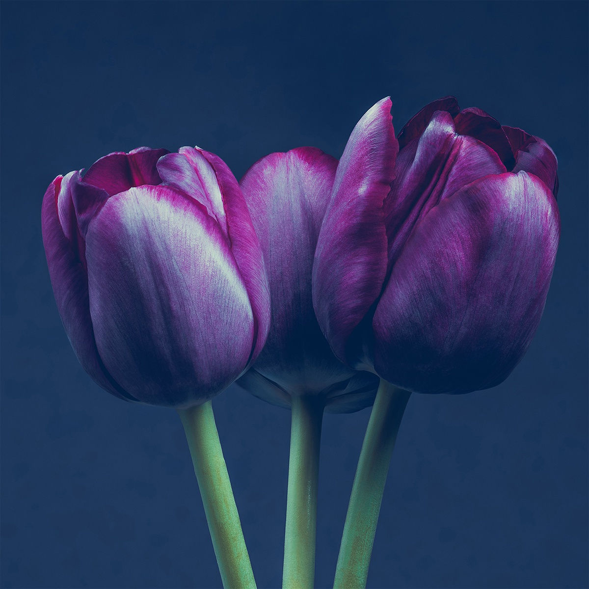 Floral studies Tulip series Three Tulips Steve Gallagher