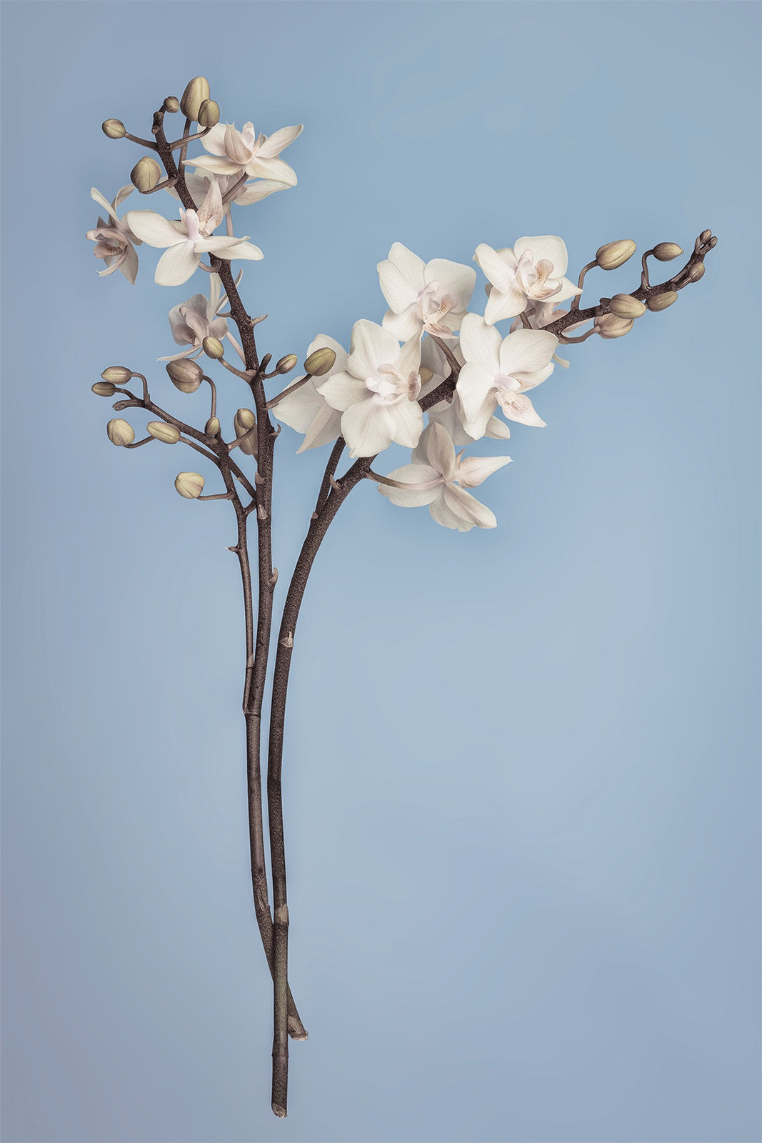 Floral studies Portrait series Dandelion Steve Gallagher