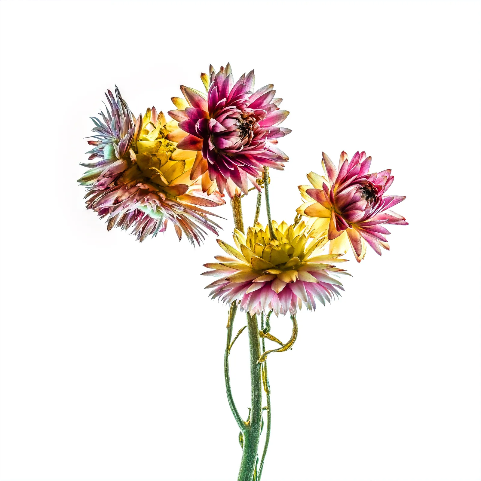 Floral studies Illuminated series From This Moment On Steve Gallagher