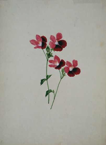 Henrietta Benson Homer Untitled Flower Study Gift of the Homer Family. Bowdoin College Museum of Art